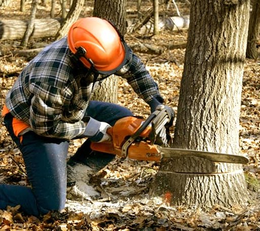 Tree Removal in Portsmouth, VA